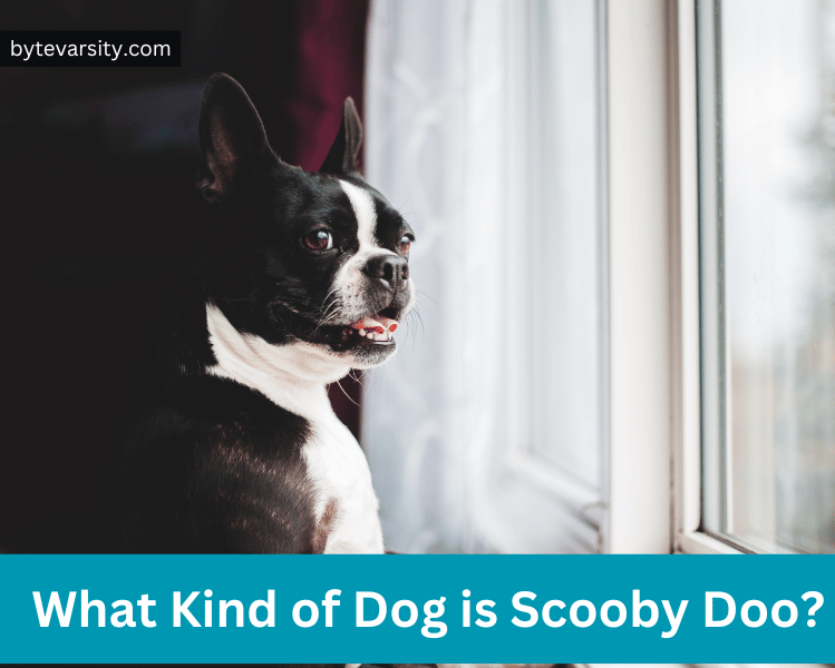What Kind of Dog is Scooby Doo