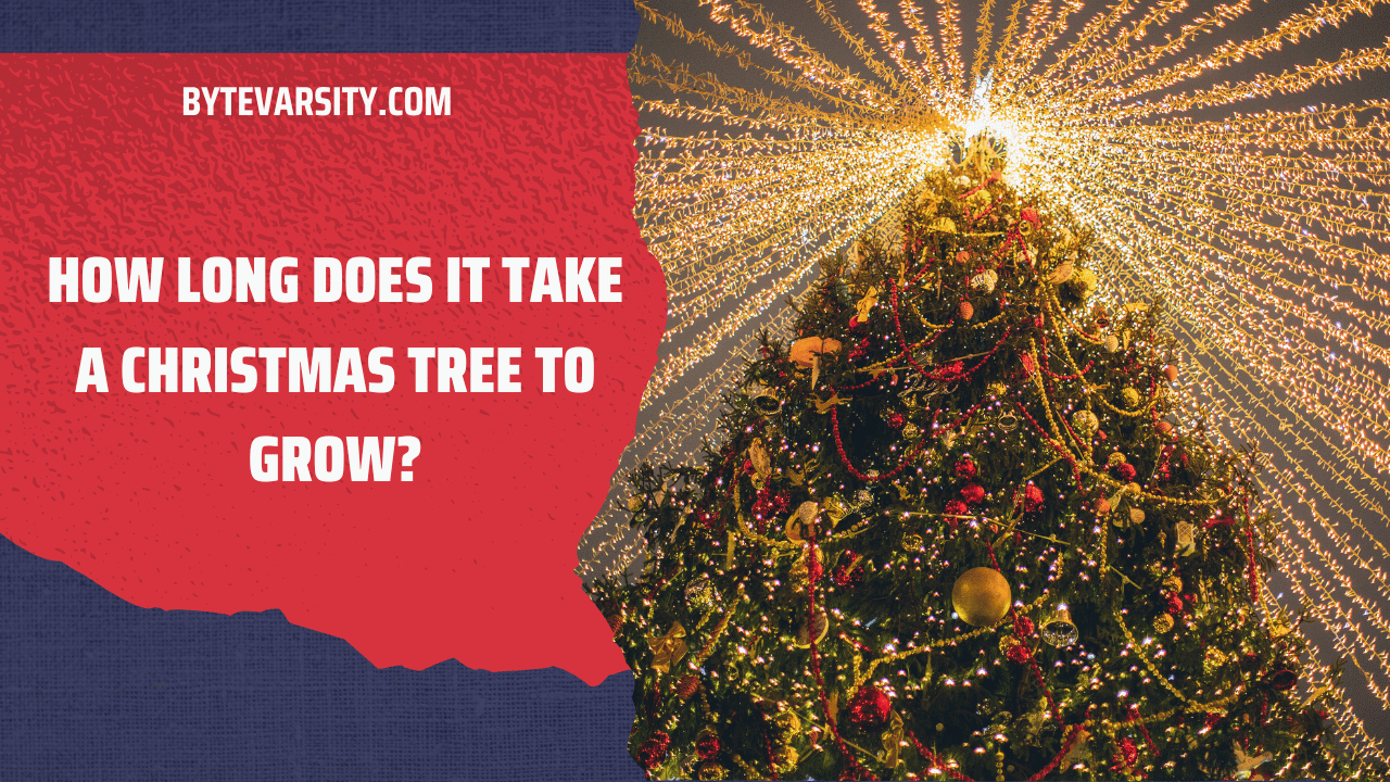 How Long Does It Take a Christmas Tree to Grow (1)
