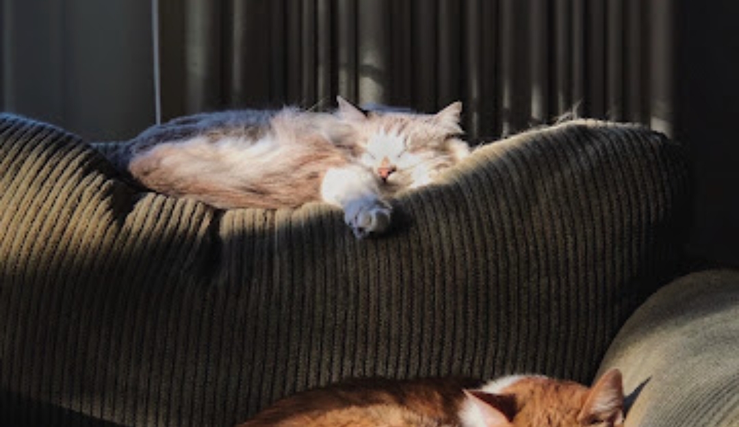 Effective Ways to Get Rid of Cat Odor in an Apartment