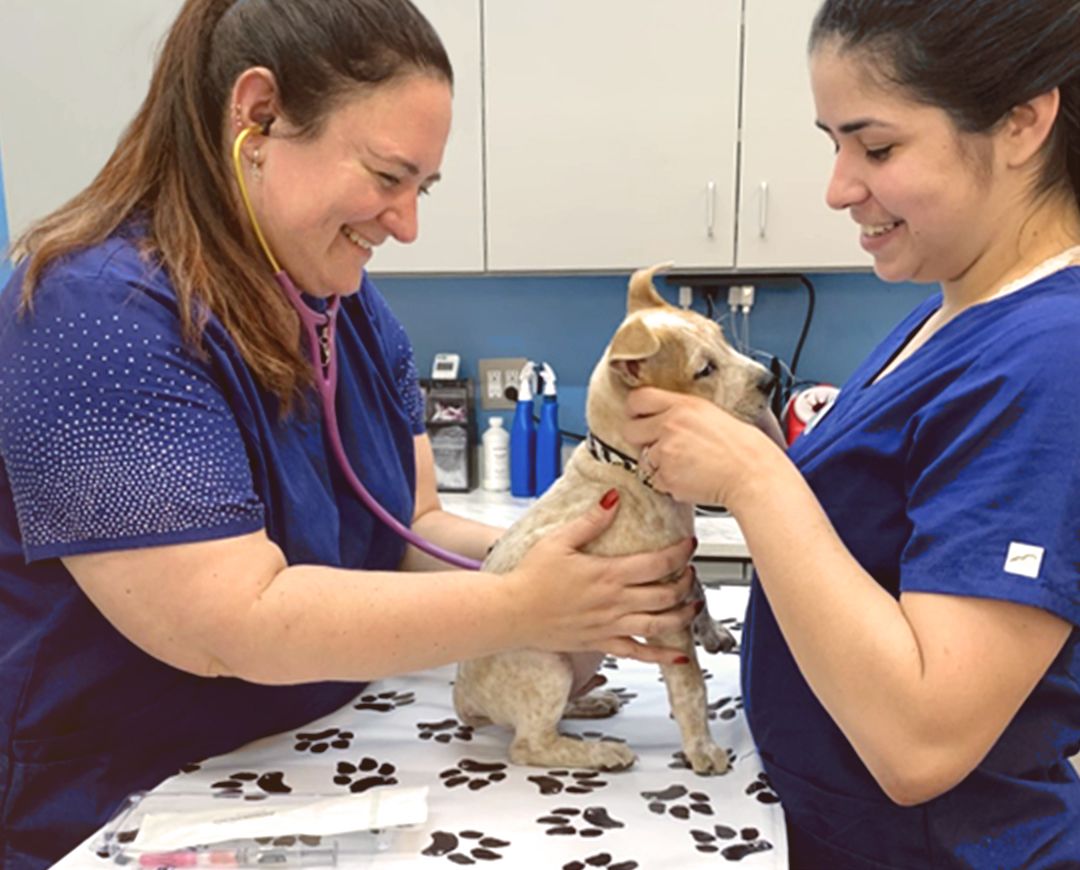 Tips For Finding Affordable Pet Care Services