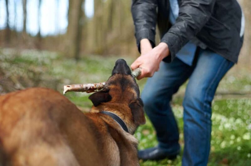 Unleashing Justice: The Advantages Of Hiring A Denver Dog Bite Law Firm