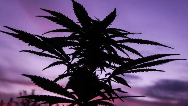 Cannabis Seeds and Soil: Understanding the Basics