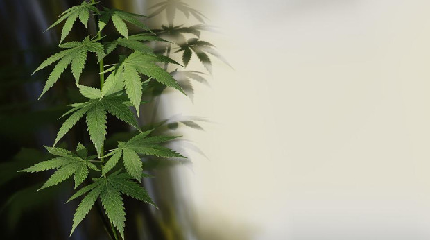 Cannabis Seeds and Soil: Understanding the Basics 2 Marijuana