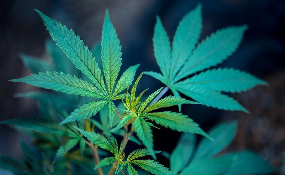 Why CBD Products Do Not Cause Addiction?