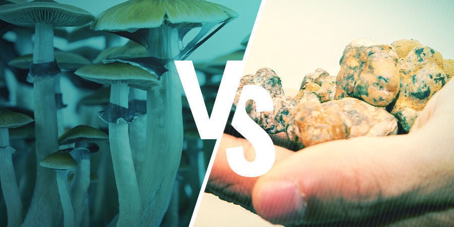 The Ultimate Guide to Buying Magic Truffles Online