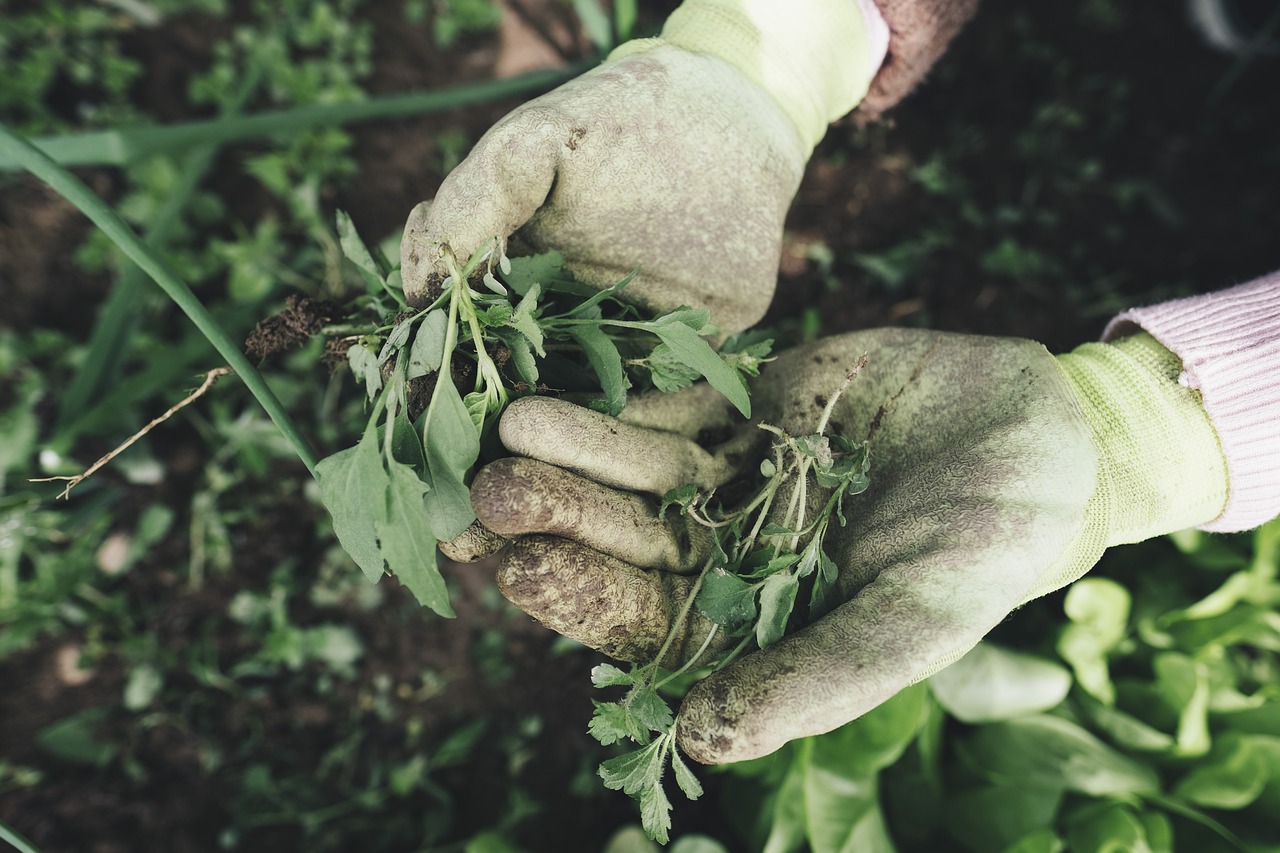 Responsible Buying: Ensuring Legal Compliance When Purchasing Weed Online