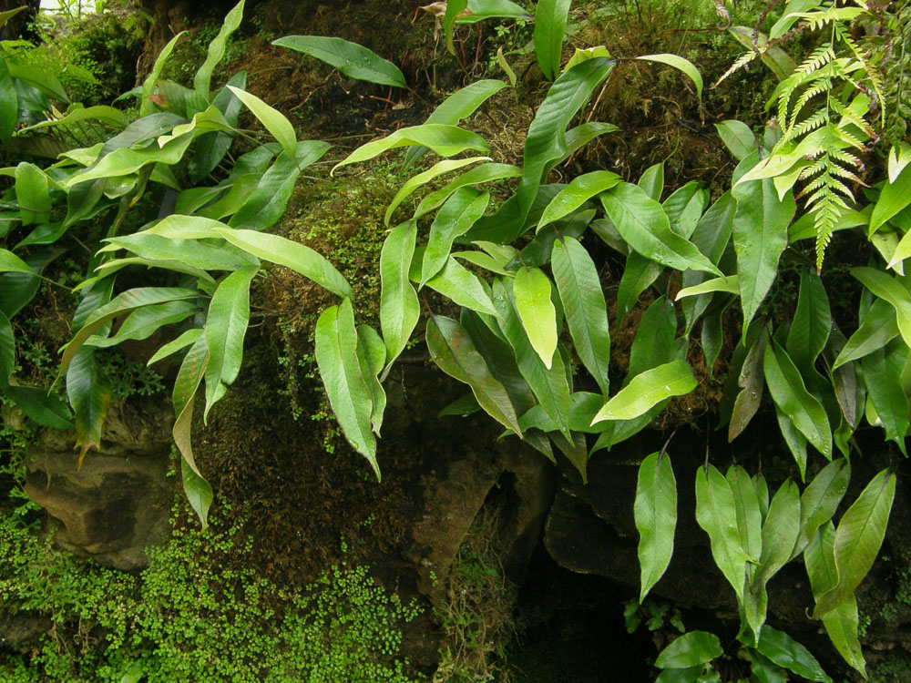 What is the Common Name for Pyrrosia Lingua?