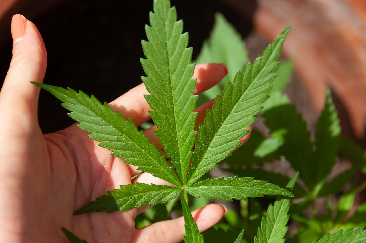 How To Spot Premium CBD Isolate Products When Buying Online