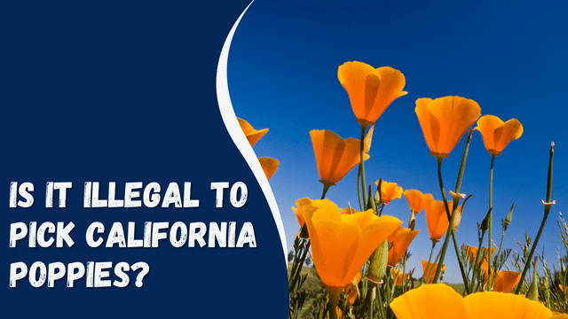Is it Illegal to Pick California Poppies?