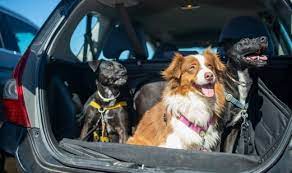 Moving With Pets