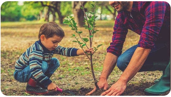Planting a Memorial Tree: 5 Things You MUST Know First