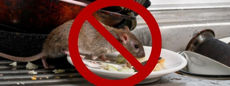 Rodent Control in Toronto: Effective Strategies for a Pest-Free Environment