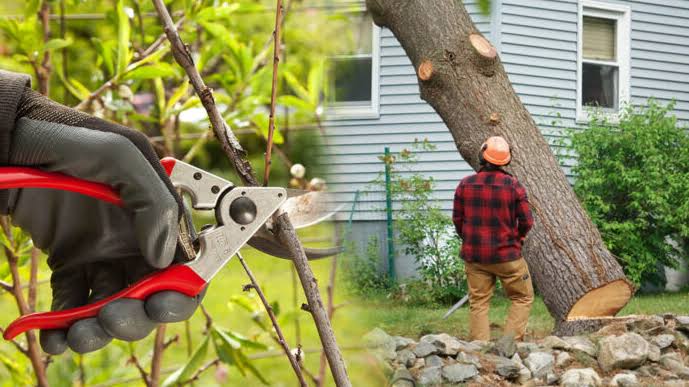 Choosing the Right Tree Removal Company in El Cajon: A Guide to Making an Informed Decision 1