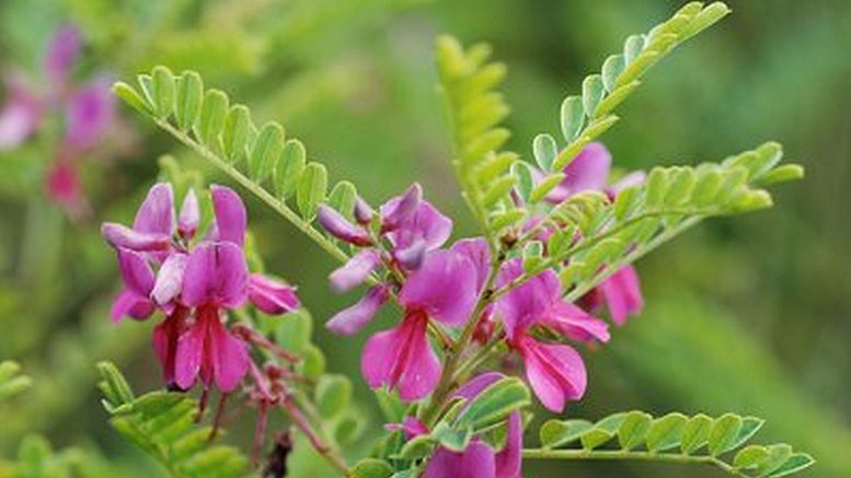 What is Indigo Naturalis used for?