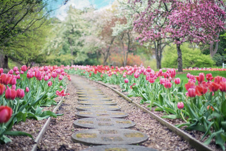What are the seven principles of landscape design?