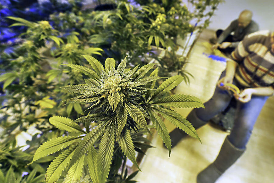 Exploring Legit Colorado Dispensary Shipping Worldwide: A Comprehensive Guide
