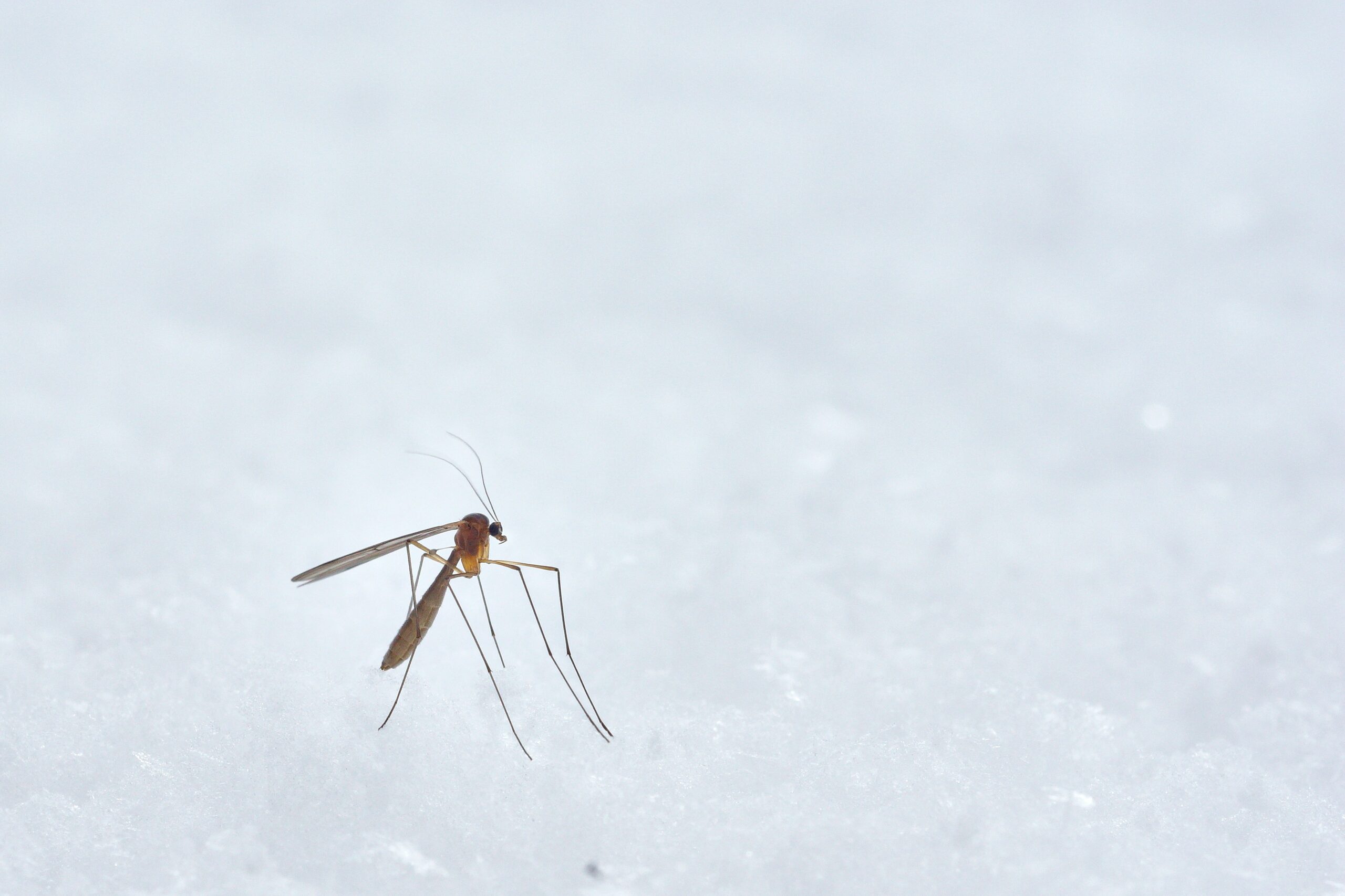 Don't DIY, Hire Pros! The Benefits of Professional Mosquito Control