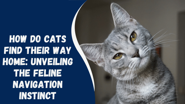 How Do Cats Find Their Way Home: Unveiling the Feline Navigation Instinct