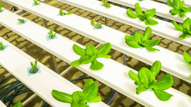 How To Choose Hydroponic Fertilizer
