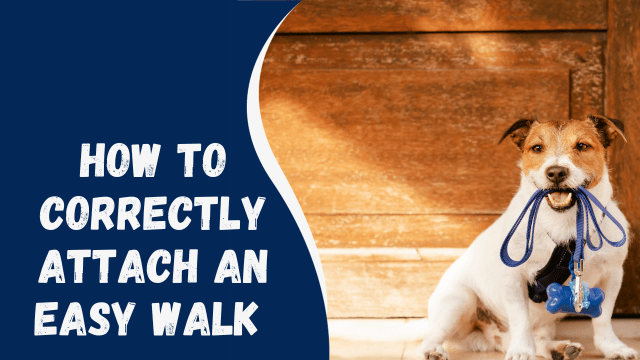 How to Correctly Attach an Easy Walk Harness for a Hassle-Free Walk