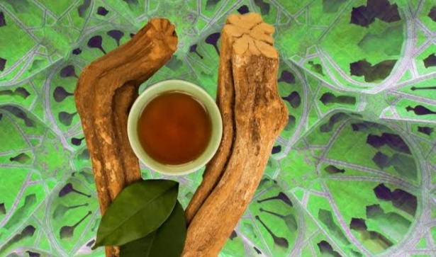 Know the Potential of Ayahuasca Therapy