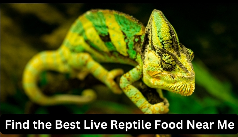 Find the Best Live Reptile Food Near Me 1