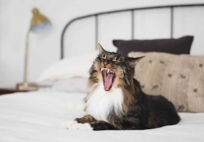 How to Keep Your Cat Happy in an Apartment