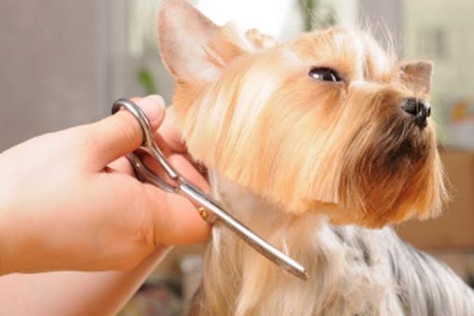 The Wag Club - Your Trusted Partner in Doggy Day Care London 1