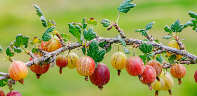 Gooseberry Bush