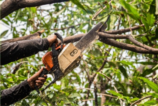 Ensuring the Health of Your Trees: The Importance of Professional Lopping Services 1