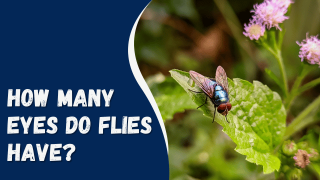 How Many Eyes Do Flies Have?