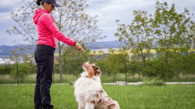 How do I train my dog to walk calmly