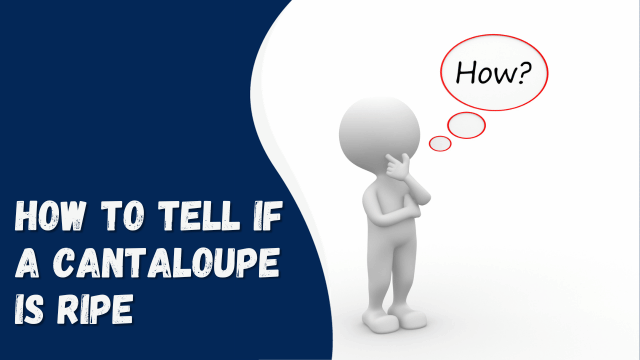 How to Tell if a Cantaloupe is Ripe