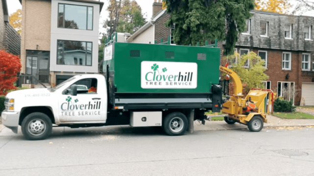 Introducing Our Premier Toronto Tree Company Services
