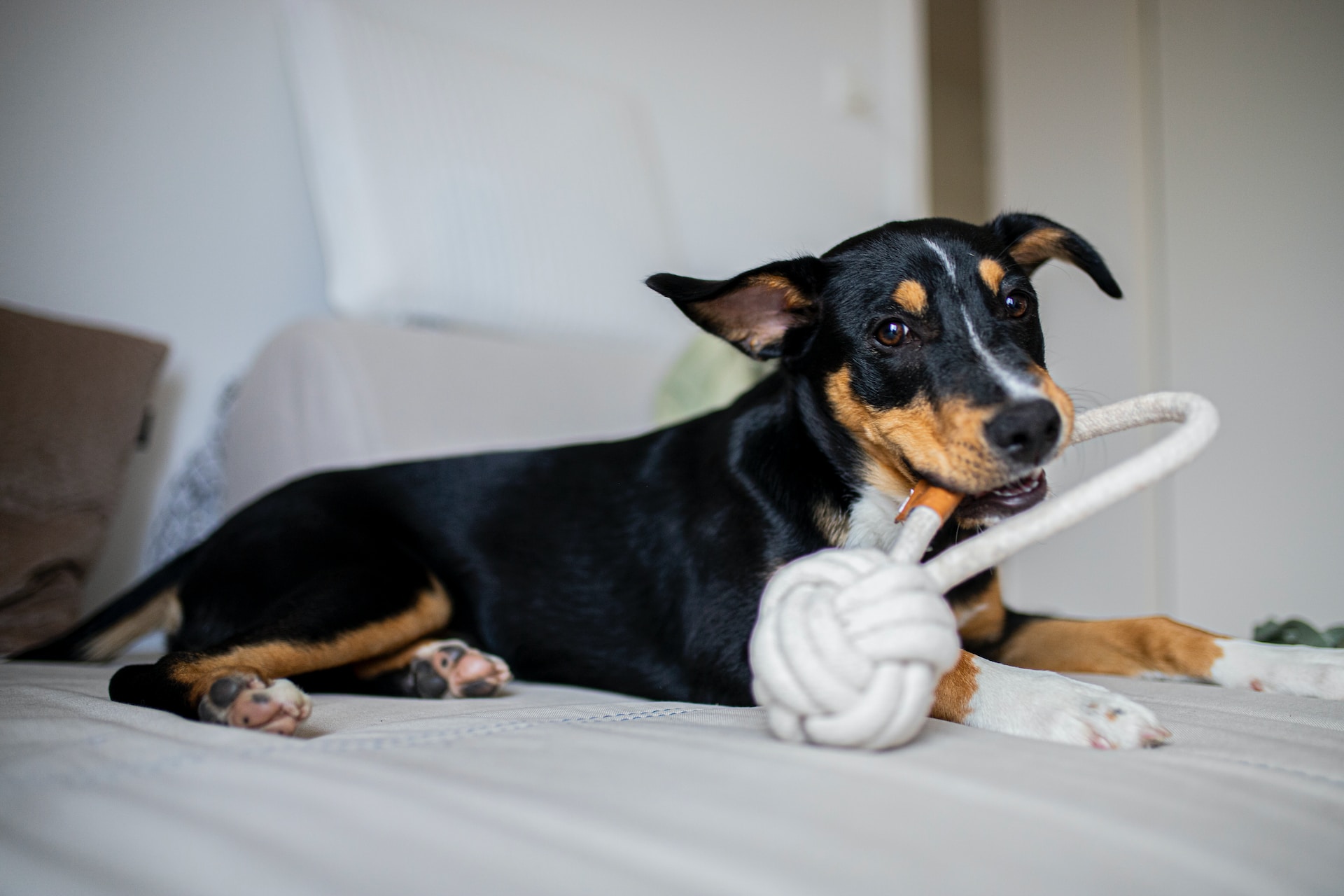 Best Dog Toys to Keep Them Busy