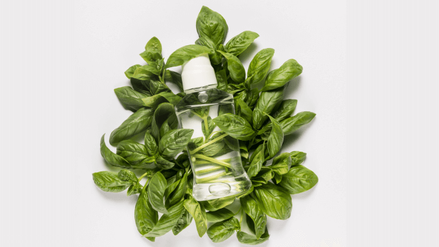 Basil Fragrance and Its Inviting Presence in Perfumery