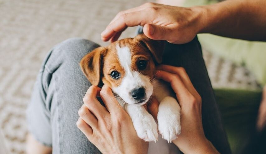 Puppy Insurance