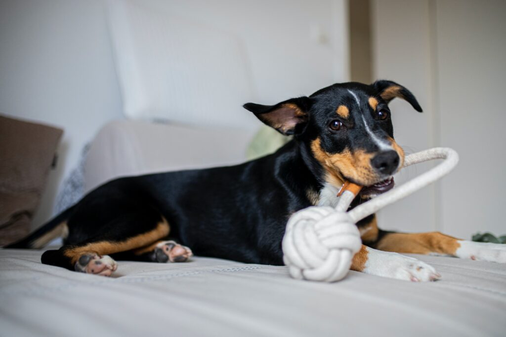 What are the best dog