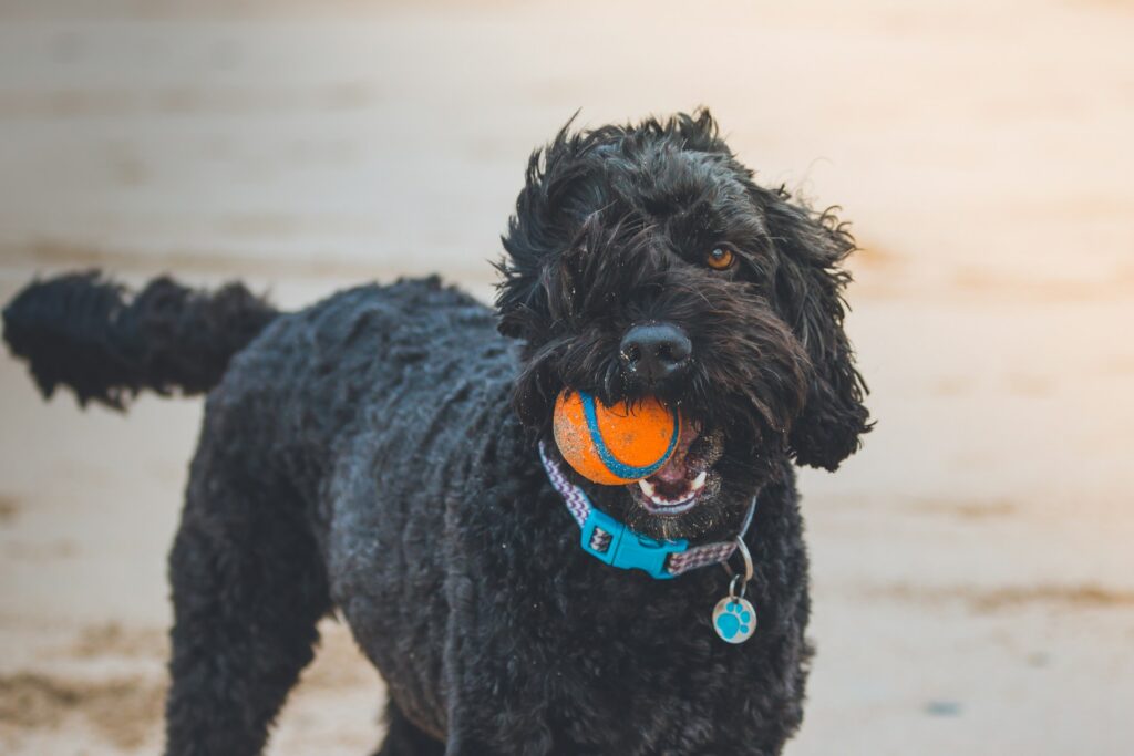 What are the best dog
