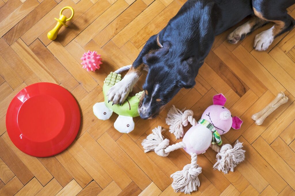 What are the best dog