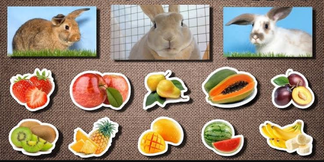 What Fruits Can Rabbits Eat?