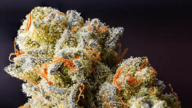 The Ultimate Guide to Buying High-Quality THCa Flower Online
