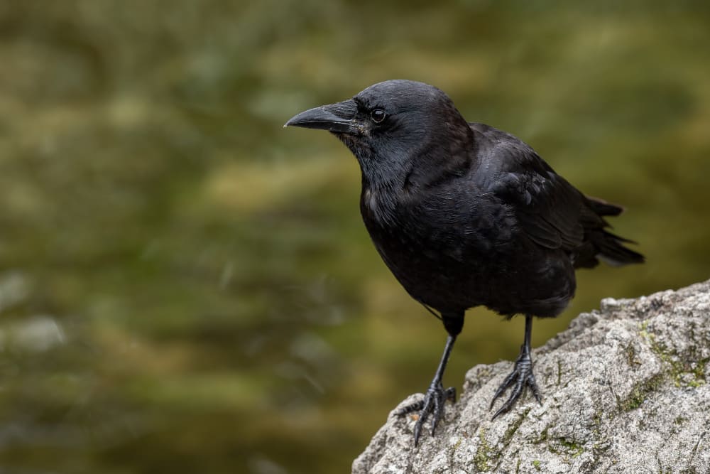 The Symbolic Interpretation of a Single Black Crow