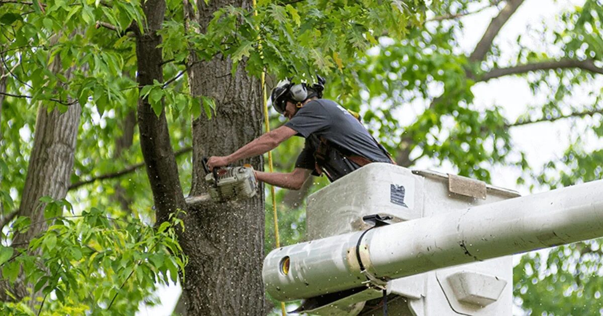 Your Outdoor Space with Professional Landscape and Tree Services