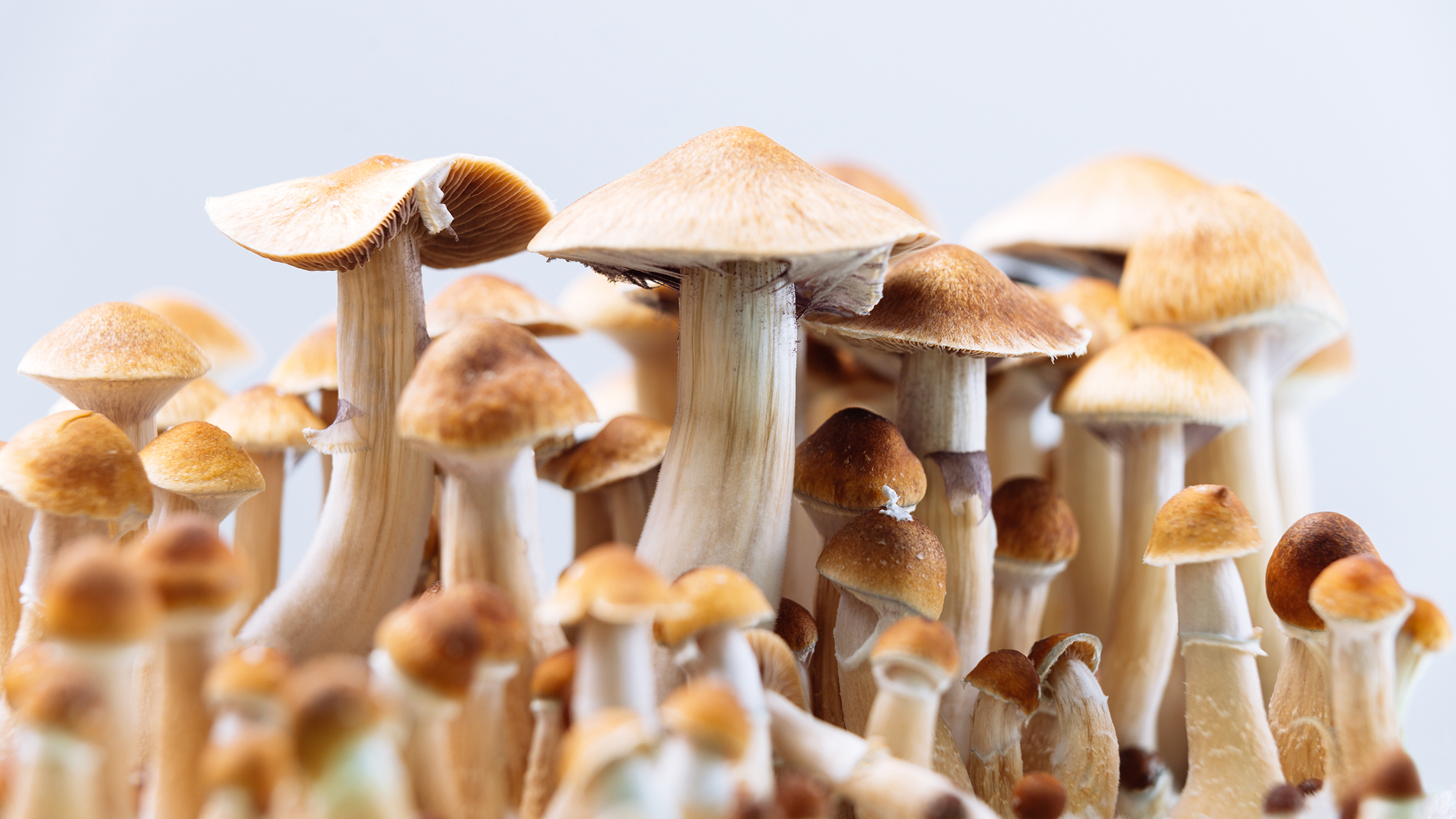 How to Buy Shrooms and Get the Maximum of Your Experience