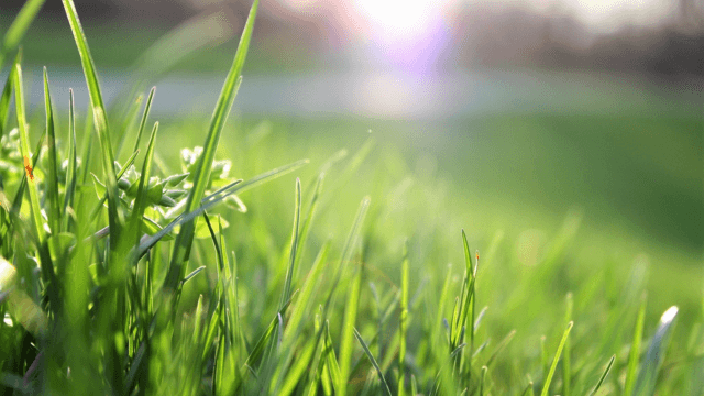 Exploring the Diversity of Grasses