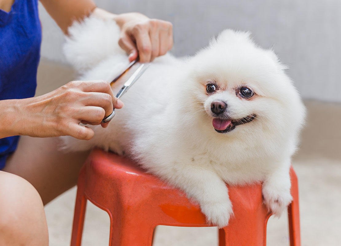 Expert Tips for At-Home Pet Grooming in Between Professional Sessions