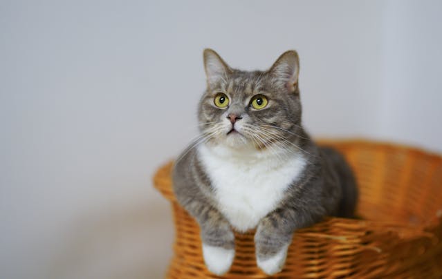 5 Simple Steps to a Cat
