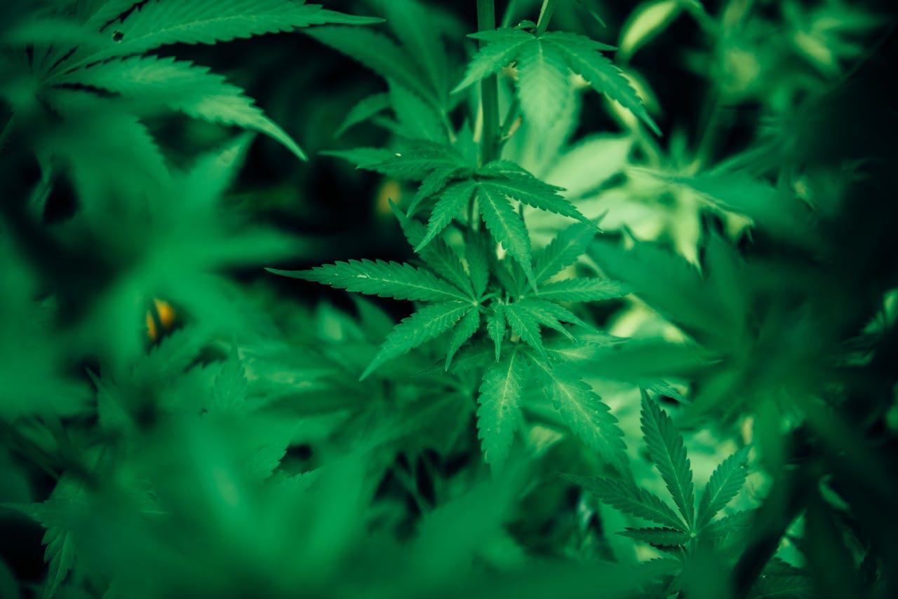 Everything to Consider If You Want to Grow Your Own Cannabis