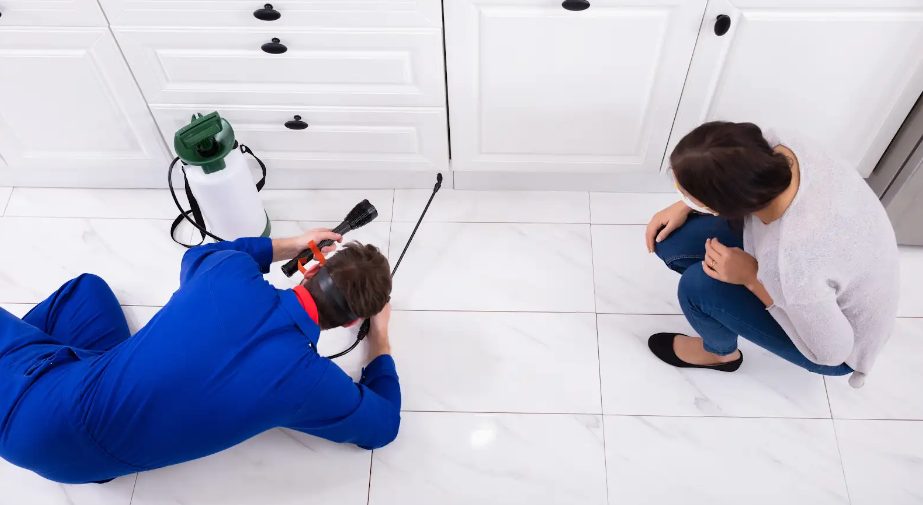 10 Most Common Termite Treatment Myths Debunked